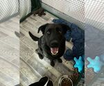Small #6 Labrador Retriever Mix