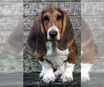 Small Basset Hound