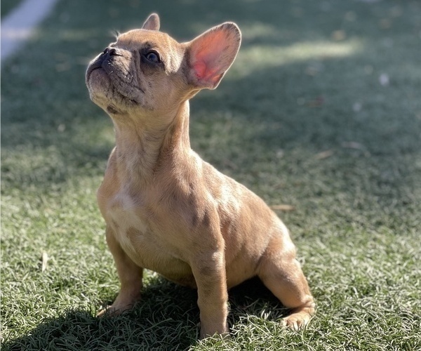 Medium Photo #1 French Bulldog Puppy For Sale in PHOENIX, AZ, USA