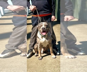 Father of the American Bully puppies born on 02/15/2025