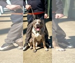 Small Photo #1 American Bully Puppy For Sale in MONACA, PA, USA