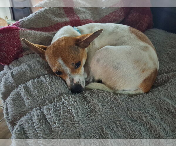 Medium Photo #3 Chihuahua-Unknown Mix Puppy For Sale in Grafton, WI, USA