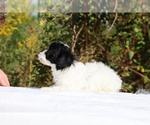 Small #18 ShihPoo