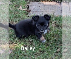 Chihuahua Puppy for sale in LEBANON, PA, USA