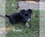 Image preview for Ad Listing. Nickname: Bailey ACA