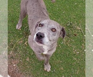 Catahoula Leopard Dog-Labrador Retriever Mix Dogs for adoption in Vail, AZ, USA