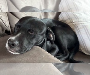 Artie - Male Mutt Dog for Adoption - Photo #2