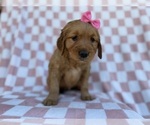 Small #5 Golden Retriever