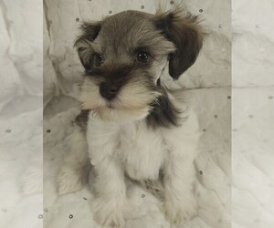 Schnauzer (Miniature) Puppy for sale in LUBBOCK, TX, USA