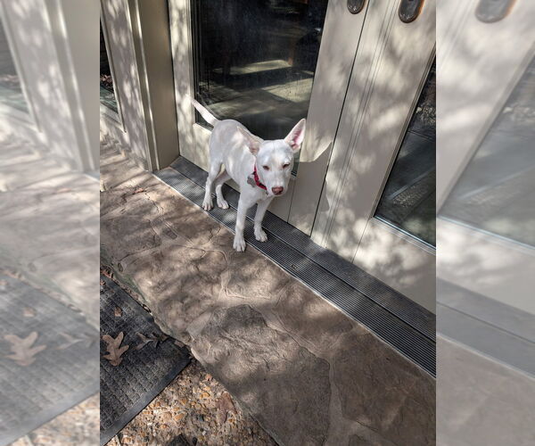 Medium Photo #2 Mountain Cur-Unknown Mix Puppy For Sale in Boston, MA, USA