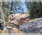 Small #7 American Pit Bull Terrier