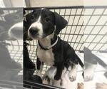 Small Labrador Retriever Mix
