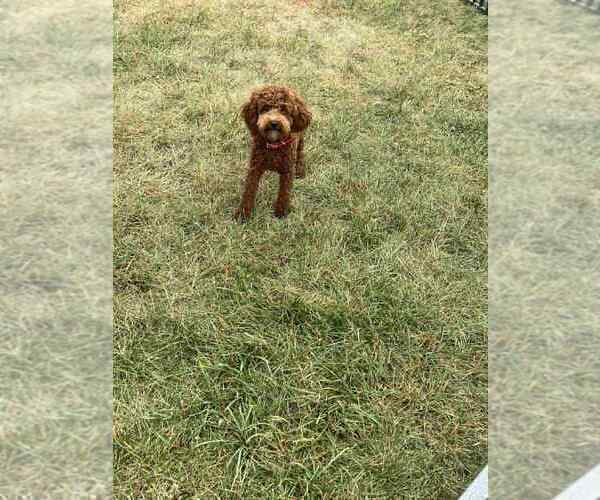 Medium Photo #8 Poodle (Toy) Puppy For Sale in WARSAW, IN, USA