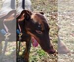 Small #7 Doberman Pinscher