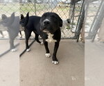 Leila - Female Staffordshire Bull Terrier Dog for Adoption - Small photo