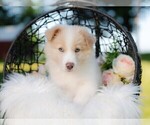 Small #14 Border Collie