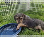 Small #1 Dachshund