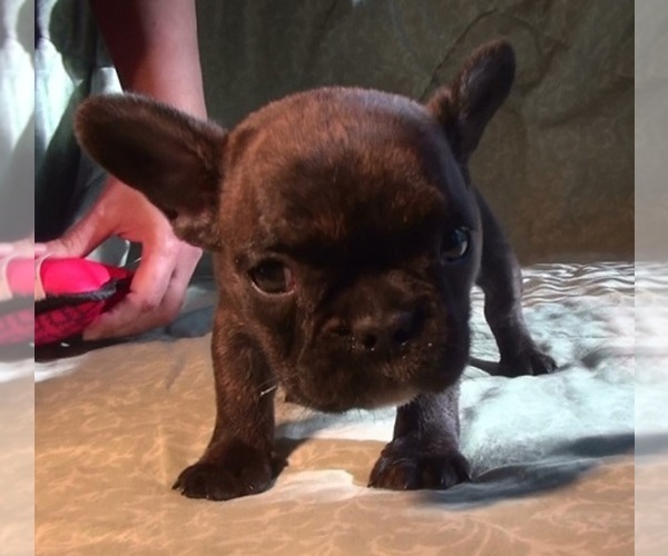 Medium Photo #4 French Bulldog Puppy For Sale in ELIZ CITY, NC, USA