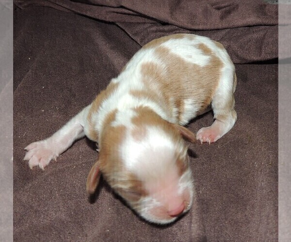 Medium Photo #9 Cavalier King Charles Spaniel Puppy For Sale in CARLISLE, KY, USA