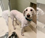 Small #1 Poodle (Standard) Mix
