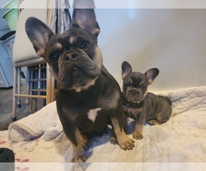 Mother of the French Bulldog puppies born on 08/03/2023