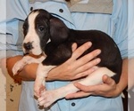 Small Photo #3 Great Dane Puppy For Sale in SPRAGGS, PA, USA