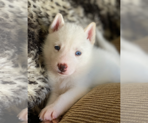 Siberian Husky Puppy for sale in HALLANDALE, FL, USA