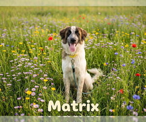 Anatolian Pyrenees Dogs for adoption in The Woodlands, TX, USA