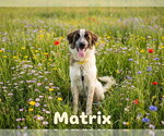Matrix - Male Anatolian Pyrenees Dog for Adoption - Small photo