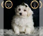 Small Photo #49 Maltipoo (Miniature) Puppy For Sale in WARSAW, IN, USA
