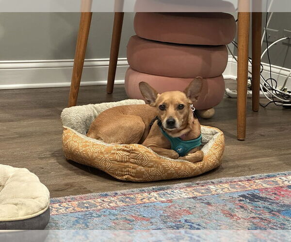 Medium Photo #3 Chipin Puppy For Sale in Mundelein, IL, USA