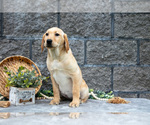 Small Photo #16 Labrador Retriever Puppy For Sale in MILLERSBURG, OH, USA