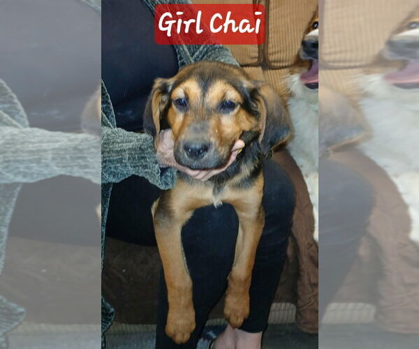 Medium Photo #1 German Shepherd Dog-Unknown Mix Puppy For Sale in Aurora, IN, USA