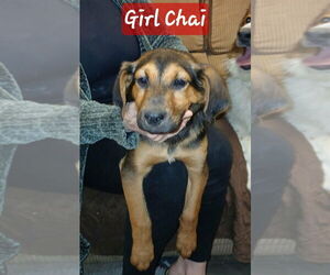 German Shepherd Dog-Unknown Mix Dogs for adoption in Aurora, IN, USA