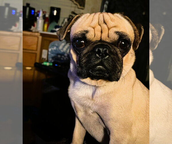 Medium Photo #1 Pug Puppy For Sale in Fallbrook, CA, USA
