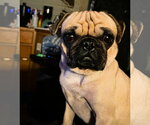 Small Pug