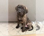 Small #1 Labrador Retriever Mix