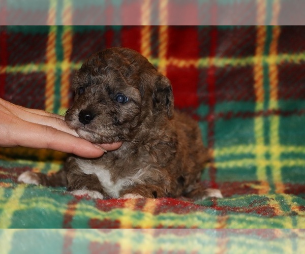 Medium Photo #1 Poodle (Toy) Puppy For Sale in DYERSBURG, TN, USA