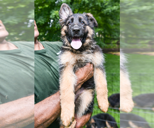 German Shepherd Dog Puppy for sale in BROOKLYN, NY, USA