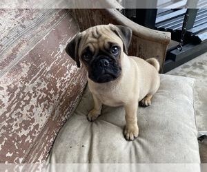 Pug Puppy for sale in WARRENTON, MO, USA