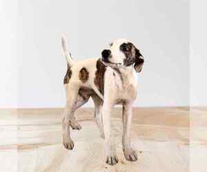 Labrador Retriever-Unknown Mix Dogs for adoption in Virginia Beach, VA, USA