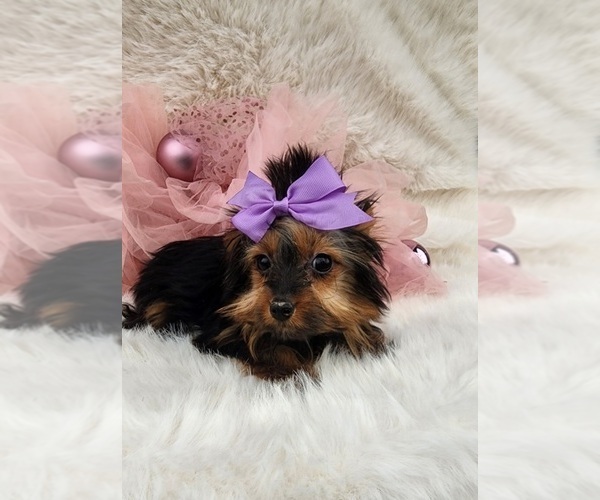 Medium Photo #3 Yorkshire Terrier Puppy For Sale in INDIANAPOLIS, IN, USA