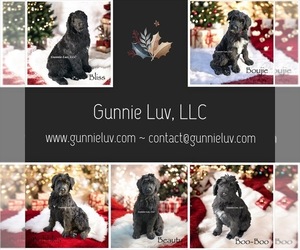 Schnoodle (Giant) Puppy for Sale in SAINT AUGUSTINE, Florida USA