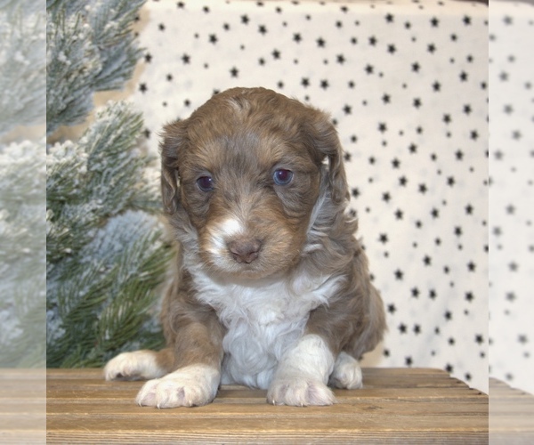 Medium Photo #1 Aussiedoodle Miniature  Puppy For Sale in NEWBERRY, IN, USA