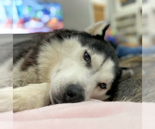 Medium Photo #2 Siberian Husky Puppy For Sale in Omaha, NE, USA