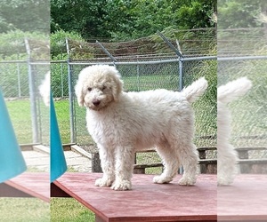 Poodle (Standard) Puppy for sale in ADAMSVILLE, TN, USA
