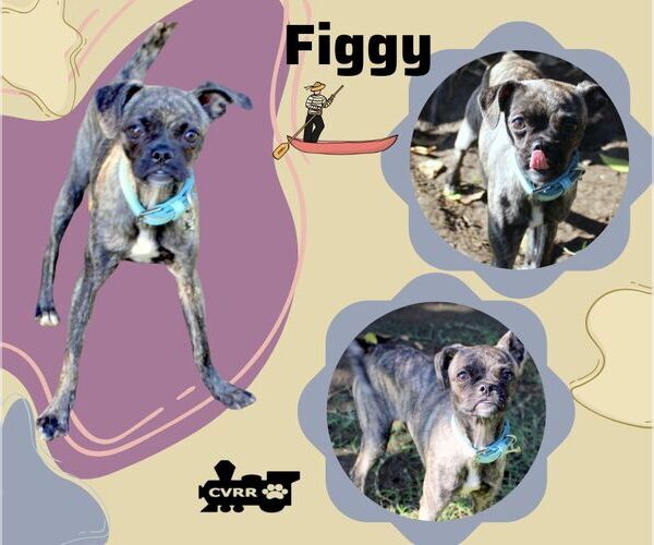 Medium Photo #1 Puggit Puppy For Sale in Lindsay, CA, USA