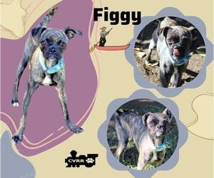Puggit Dogs for adoption in Lindsay, CA, USA