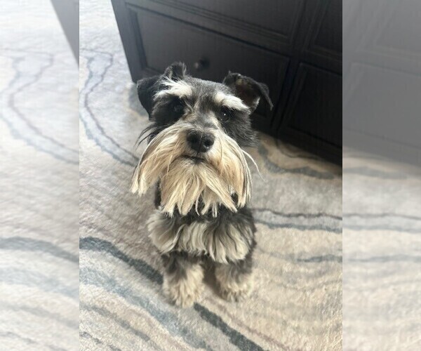 Medium Photo #1 Schnauzer (Miniature) Puppy For Sale in COLUMBUS, IN, USA
