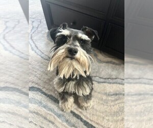 Father of the Schnauzer (Miniature) puppies born on 04/30/2025